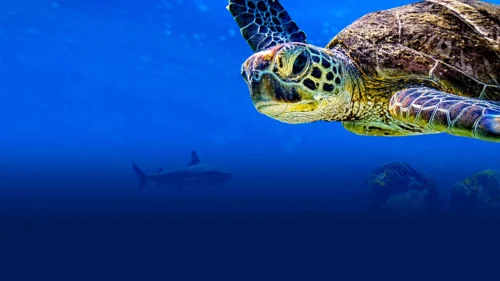 Cuộc Phiêu Lưu Của Rùa